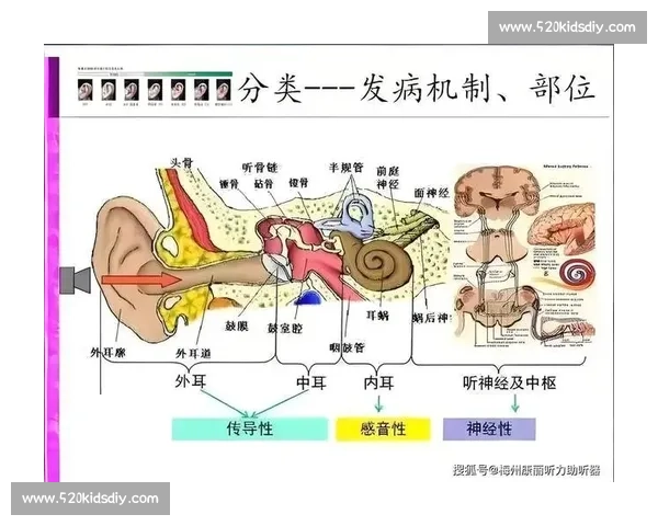 基于听觉反应机制的认知与行为研究：从神经科学到心理学的跨学科探索
